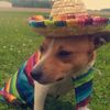 themuttleycrue
