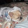 roxy_thefrenchie