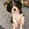 teddy_the_puppy3