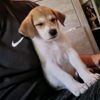 nimblebitty