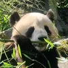 les_tea_au_jasmin