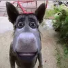 sieanbwahaha
