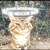 p0midorka_d