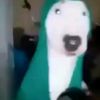 dijapedu