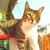 yiota_the_cat