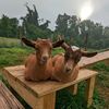 Harmony Goat Farm