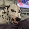 pinkpawstory