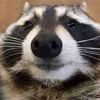 definitelynotaracoon467