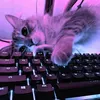 delicate_pc