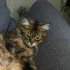 zxcabachko