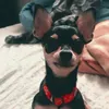 pandora.a.pinscher