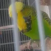 flapflup44