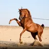 alimahm55