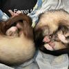 archer_da_ferret