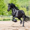 shadow_artest