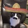 swedishelgato07