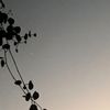 abi_blum