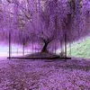 thanhphong298r