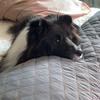 tessio_biblacksheltie