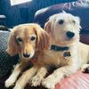 4_dog_lovers