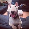 jackthedeafbullterrier