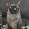 yadoviti_i_letuchi