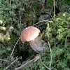 a.elzampa