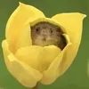 _piuuuupiuu