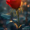 phonghao59