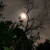 ali_78m0