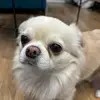 dexteritoo