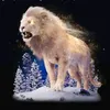 chaushev79