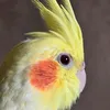 nicollepav