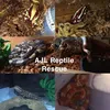 ajl_reptile_rescue