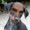 perrito_bueno_