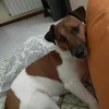 cucciolosi2