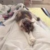 loveluckyfeather