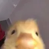 that_onecarguy0