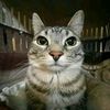 el_adria