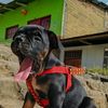 el_achas2424