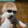 ..aleahhh