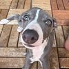 goosetheiggy11