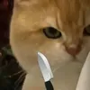 tthssskn