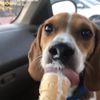 carterdabeagle
