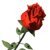 lmteb2