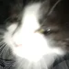 swaglldyn