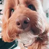 daisypilcher