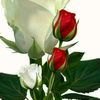 namatsarhadi5
