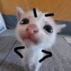 mengeaww