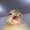 chicken_cant_fly0